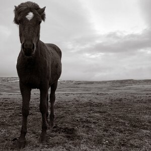 Wild Horses - All That's Left